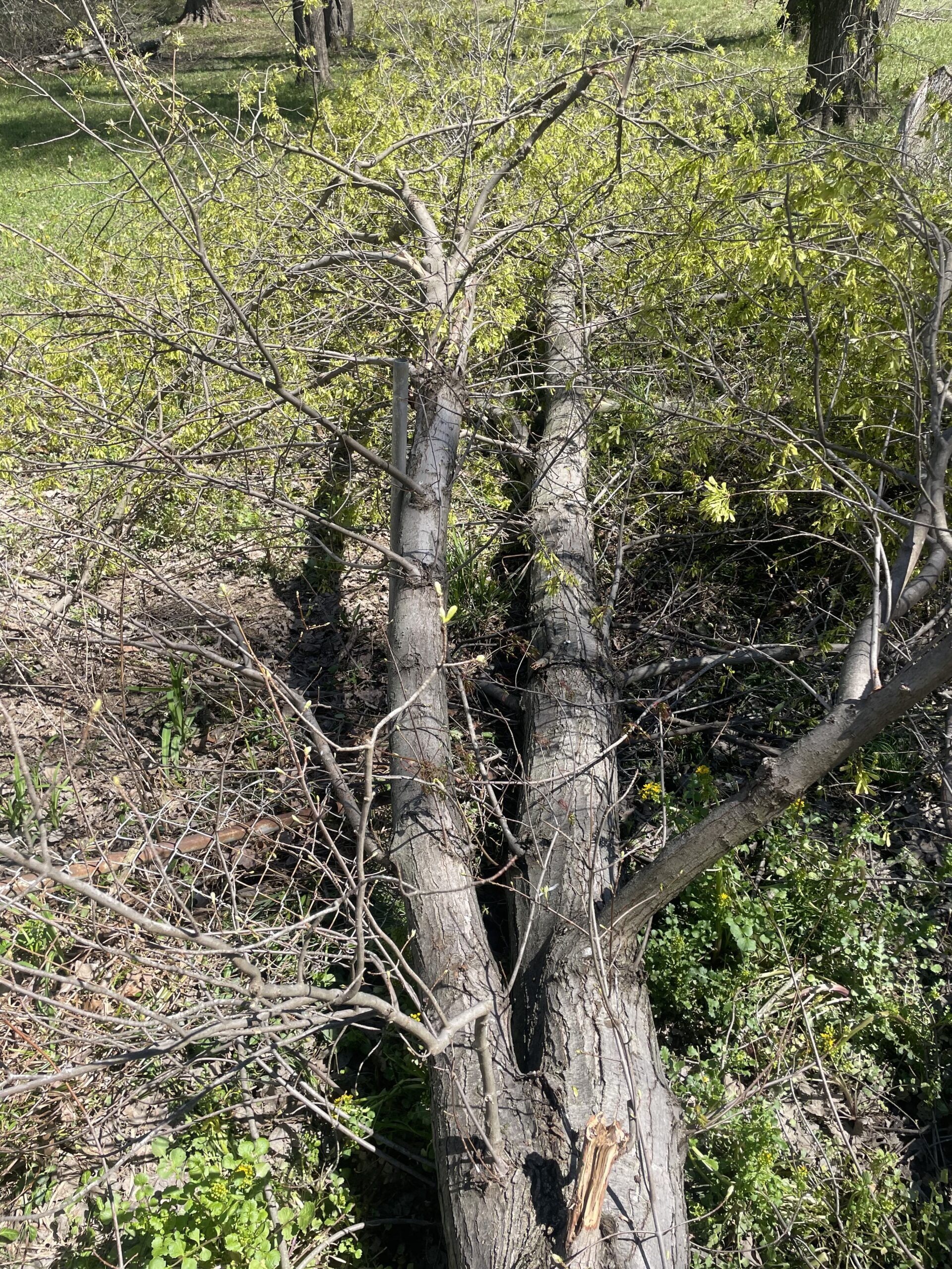 Check out our blog about Tree Trimming Frequency: How Often Should You Trim Your Trees?