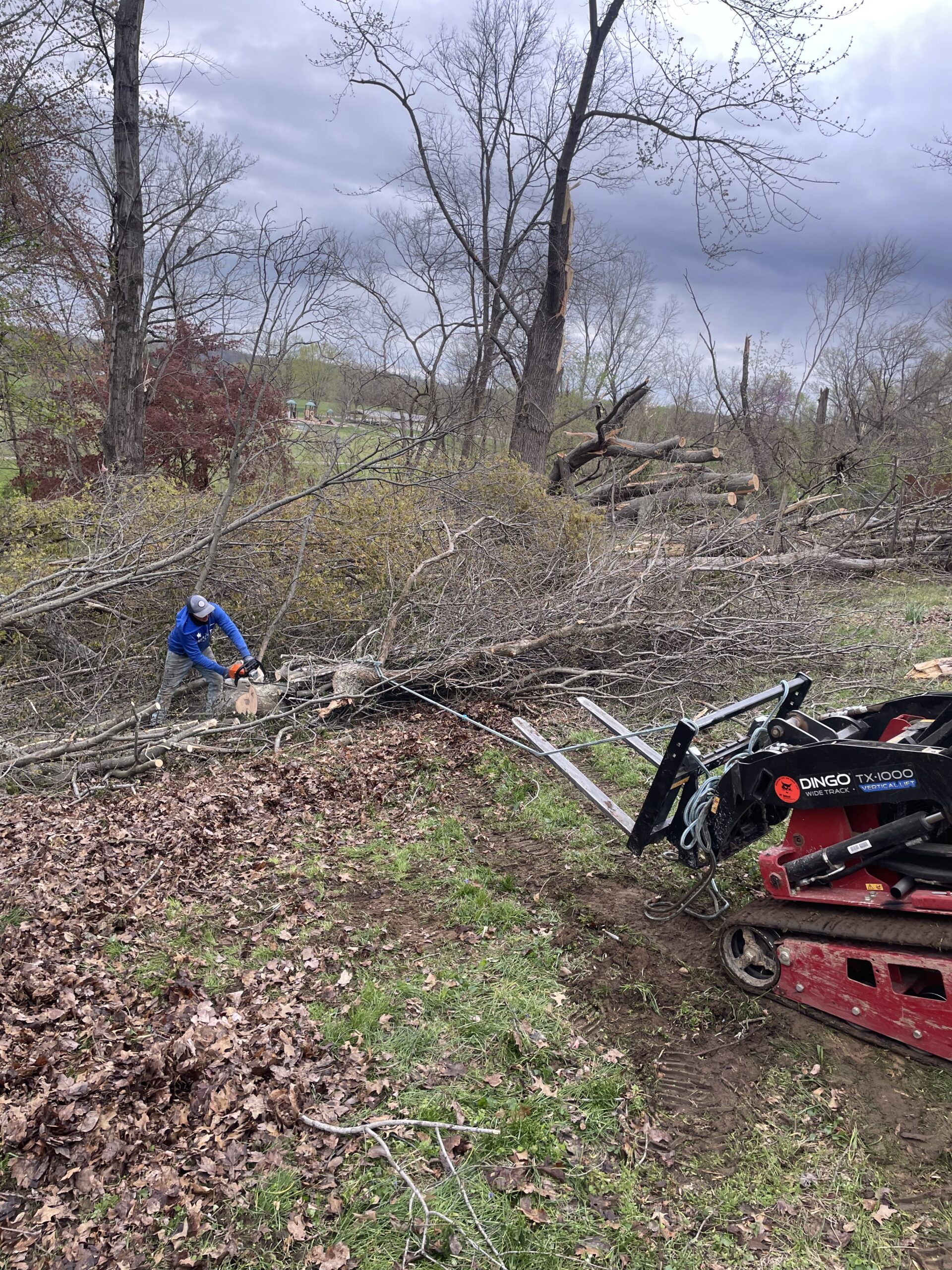 Check out our blog about Best Time to Trim Trees for Health & Growth: Expert Tips