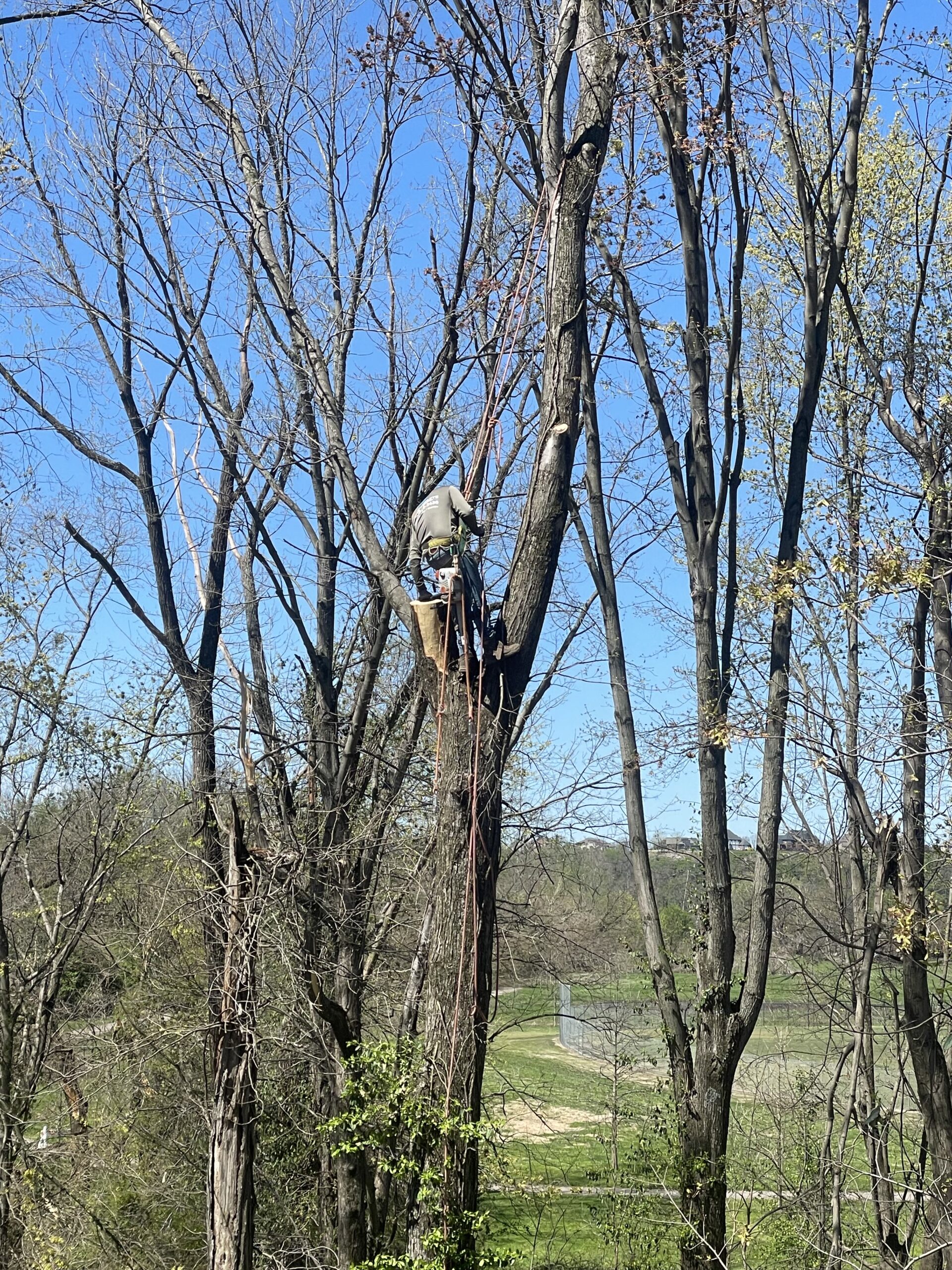 Check out our blog about Best Time to Trim Trees for Health & Growth: Expert Tips