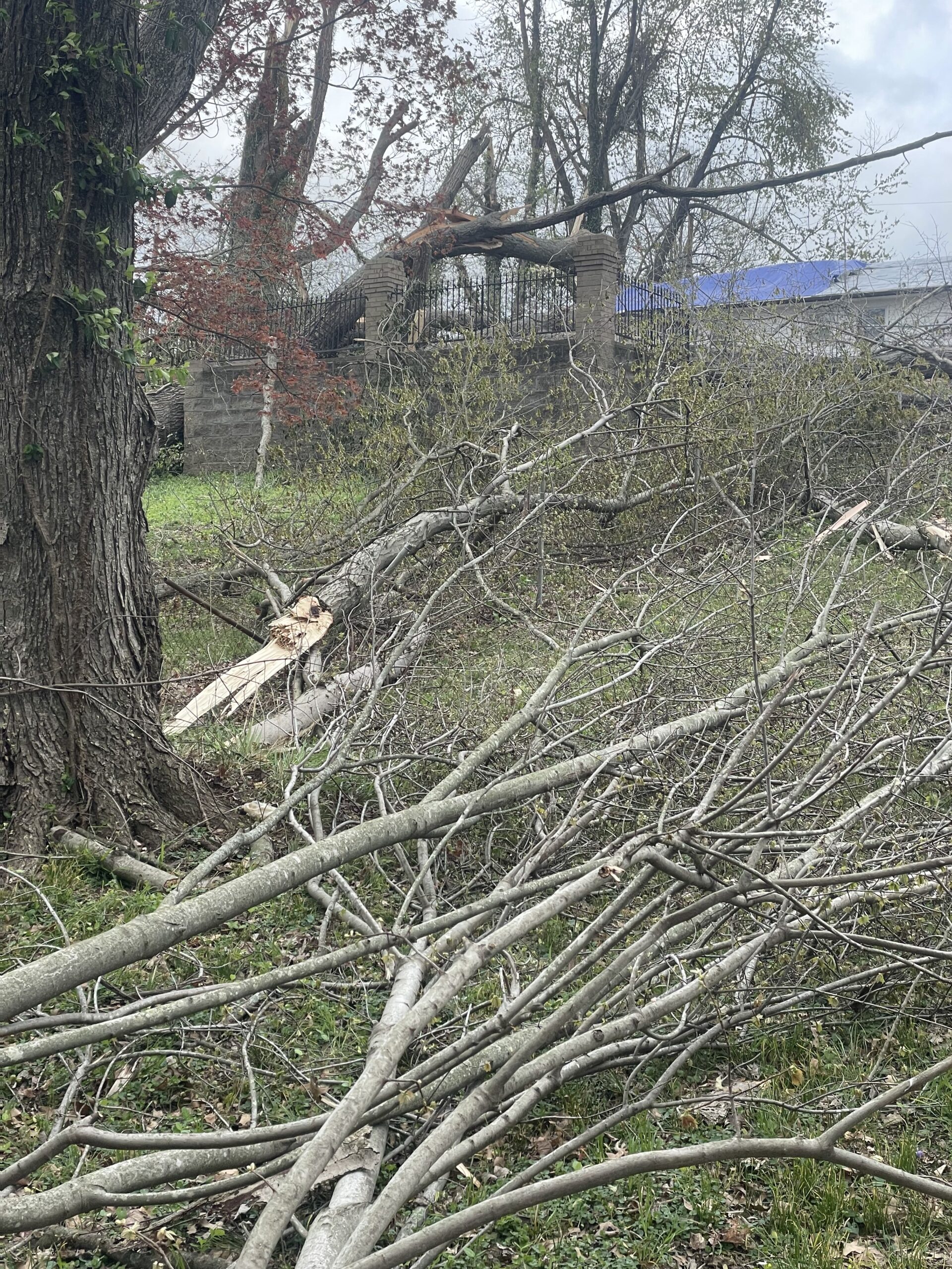 Check out our blog about Best Time to Trim Trees for Health & Growth: Expert Tips