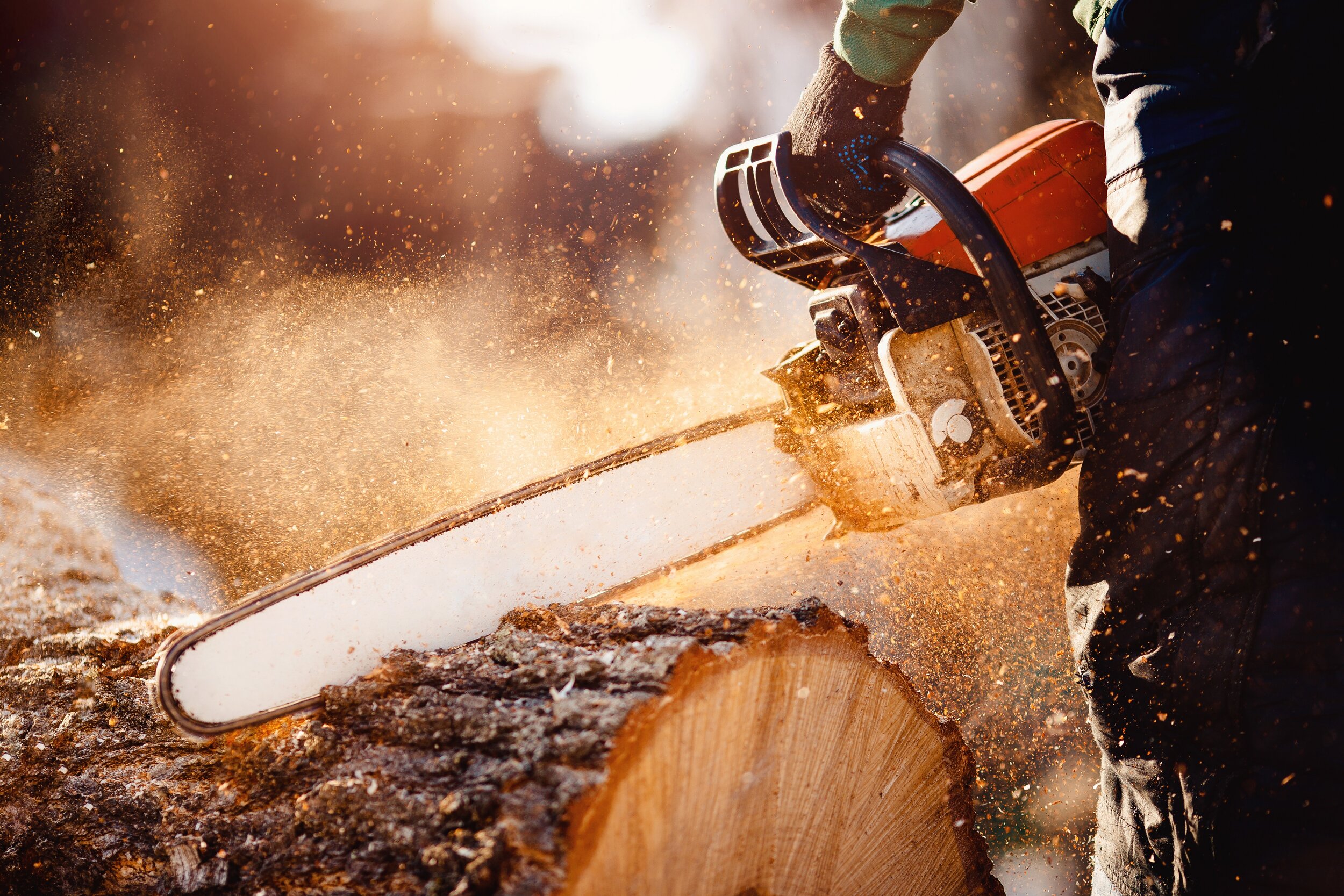 A tree removal crew in Springburst, KY, works diligently to cut down a large tree. The worker, equipped with safety gear and a chainsaw, creates a flurry of sawdust and wood chips.