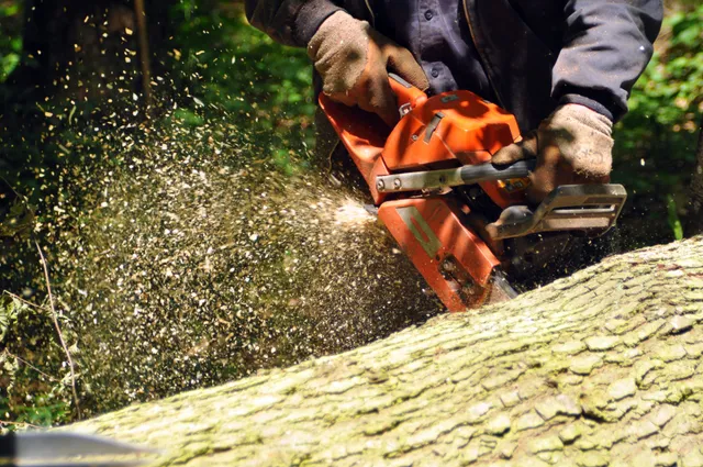 A person using a chainsaw to cut through a large tree trunk highlights expert tree removal services available across Metro Louisville, KY.