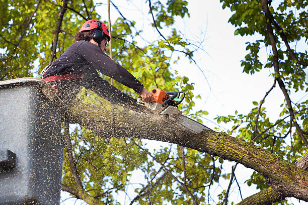 Check out our blog about Exploring the Role of Tree Trimming in Landscaping