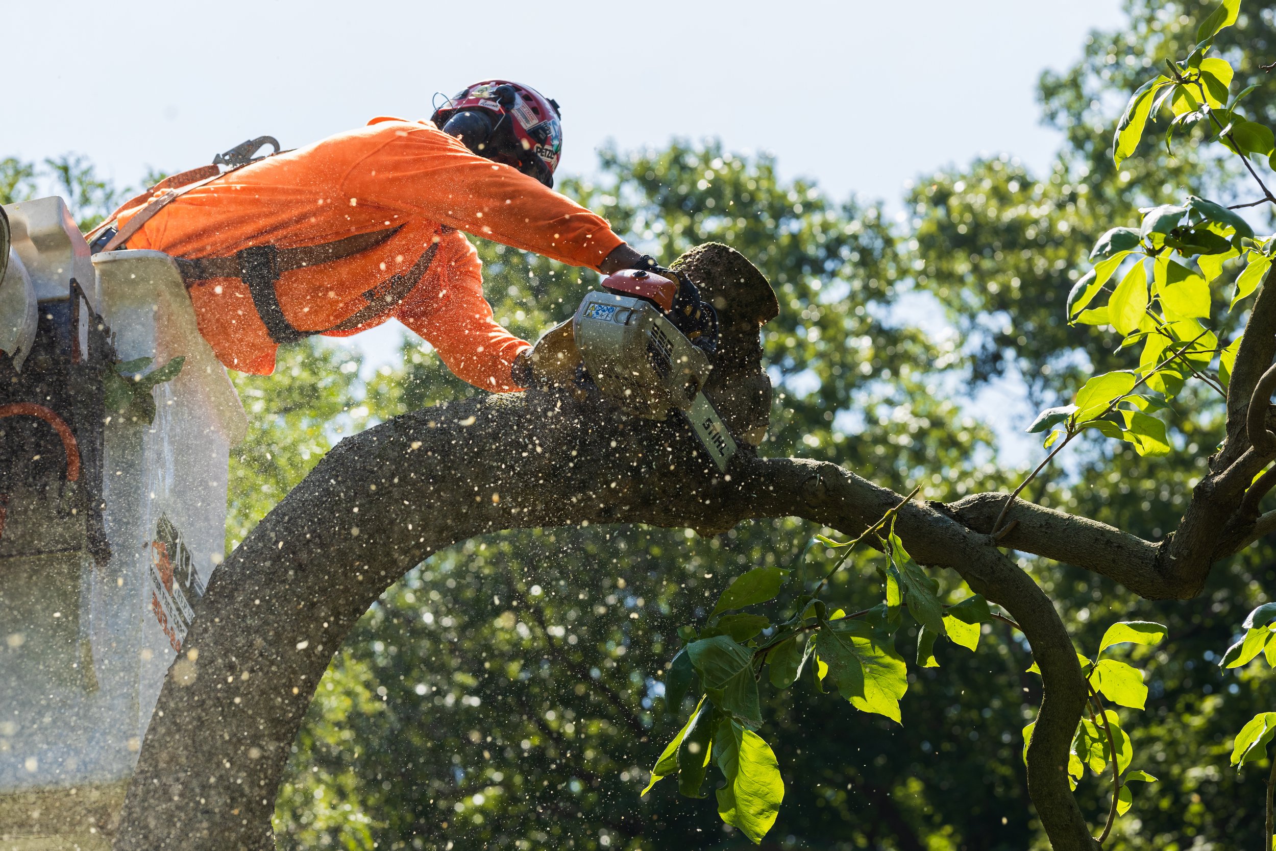 A worker in orange safety gear uses a chainsaw to cut through a tree branch while elevated in a bucket truck showcasing professional tree removal in Middletown, KY.