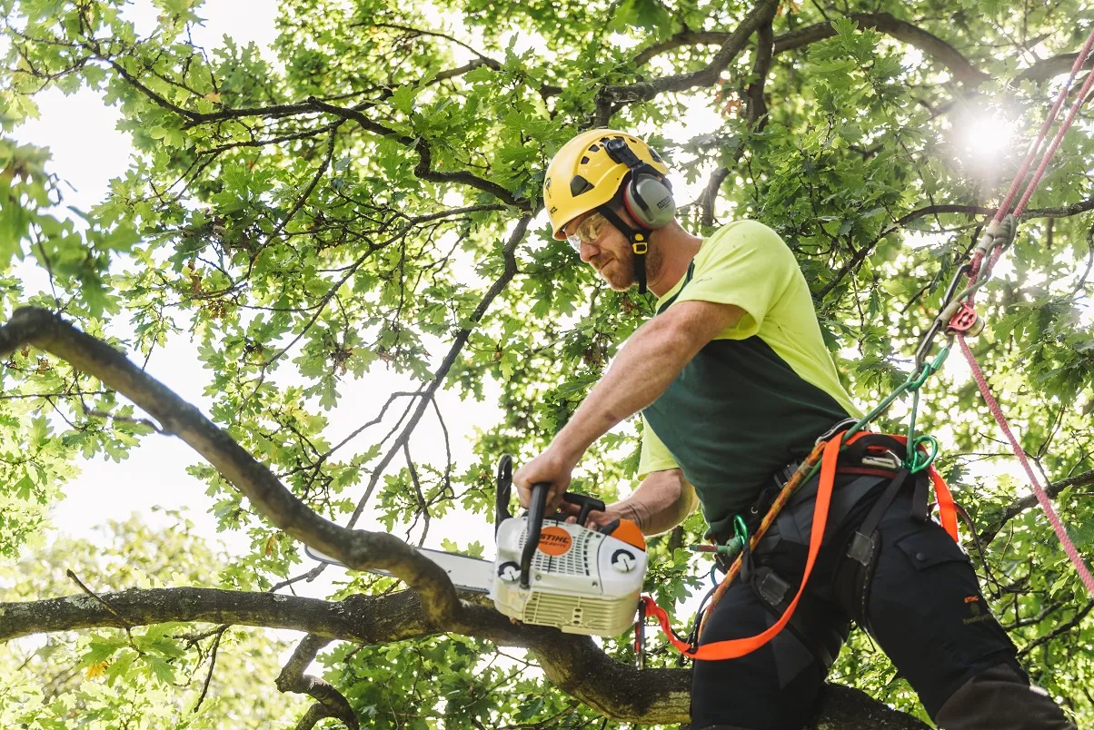 A person wearing safety gear, including a helmet, ear protection, and a harness, uses a chainsaw to cut a branch from a tree during tree removal in Keeneland, KY.