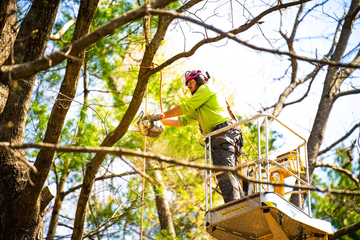 A tree removal operation in Simpsonville, KY. A worker in protective gear skillfully handles a chainsaw to cut through a large tree, surrounded by a landscape of green grass and trees.